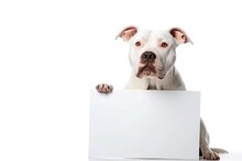 White Dog Pitbull Holds In Its Paws A Blank White Banner Isolated On A White Background.