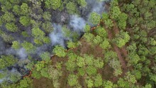 Prescribed, Controlled Burn Of Forest To Prevent Wildfires Across South Carolina Low Country