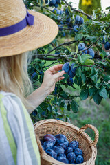 Wall Mural - Farmer harvesting plums. Woman picking fresh ripe plum from fruit tree in organic garden