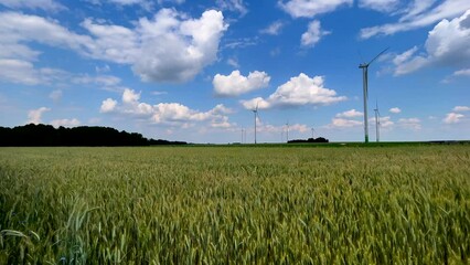Poster - Field with cereal and windmills under blue sky.