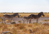 Fototapeta  - zebras in namibia