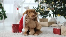 Toller retriever dog in Christmas time holding teddy bear toy with Santa hat in room with Xmas tree and lights on background. Purebred doggy pet on New Year holidays