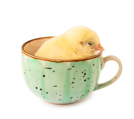 Wall Mural - Cup with cute little chick on white background
