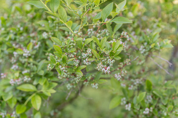 Sticker - Green blueberry fruits on a bush.