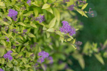 Wall Mural - Pink small flowers on an ornamental bush.