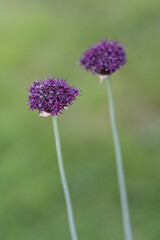 Wall Mural - Dark purple flowers of ornamental garlic.