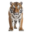Tiger on Transparent Background