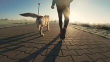 Man Running With Golden Retriever Dog With Sunset Sunlight Outdoors. Guy With Pet Doggy Jogging Together, View From Back