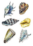 Fototapeta  - Sea Shells. Collection. Tanzania, Africa. Watercolor hand drawn illustration