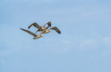 Wall Mural - Three non breeding Adult Brown Pelicans in flight in tight formation against blue sky