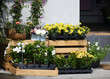 Product image of a flower shop:flowers,such as roses,lilies,arctotis,brugmansia,gloxinia and others,in cups, in wicker baskets, gift box in and on boxes against the background of a wall, several steps