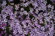 An image of a flowerbed with sprayed blue moon phlox (small, light violet flowers) for use as a background for a website or computer screen and etc., as well as various printing purposes