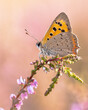 Small copper butterfly resting on heath
