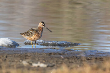 Wall Mural - Short-billed Dowitcher in Alaska during Springtime