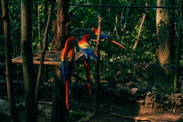 Ara parrots, Scarlet Macaw and Great green macaw, portrait of four red and green, colorful amazonian parrots in a row