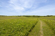 A Greenway path through a field and meadow in the rolling hills of Block Island, Rhode Island, USA