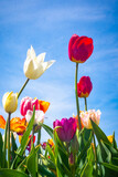 Fototapeta Tulipany - Holland tulip festival, Michigan