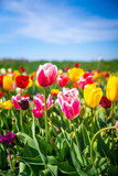 Holland tulip festival, Michigan