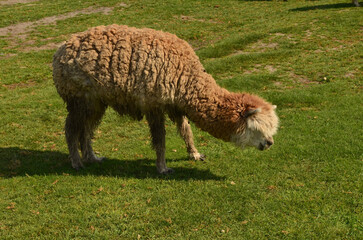 Adult llama photographed against a green background