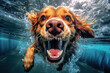 A cute happy dog swimming underwater in the pool. Generative AI.