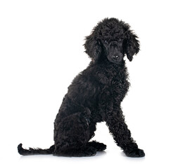 Canvas Print -  puppy standard poodle in studio