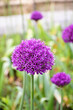 A purple globular allium (Purple Sensation) on the background of a flower bed with the same flowers