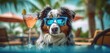 australian shepherd with sunglasses on a tropical patio holding a drink Generative Ai