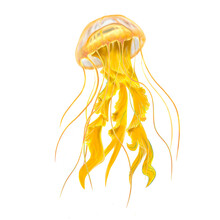 Yellow Jellyfish Illustration