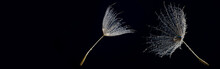 Flower Fluff , Dandelion Seed With Dew Dops - Beautiful Macro Photography With Abstract Bokeh Background