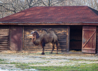 dark brown camel against the background of a dark brown house in the zoo