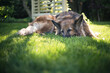 Stary pies odpoczywający w ogrodzie na zielonej trawie