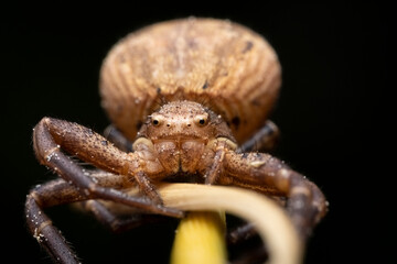 Poster - Crab Spider Xysticus ulmi, Close-up of a female crab spider (Xysticus ulmi) in a threatening position. The venomous spider is not dangerous to humans, a hunter spider.