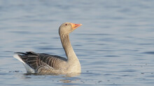 Greylag goose bird in water in spring Anser anser