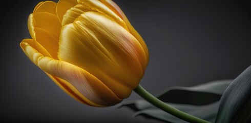 Wall Mural - photo of a stunning yellow tulip up close, on a grey background