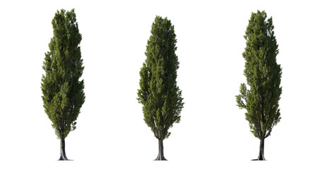 Wall Mural - large poplar trees isolated png in sunny daylight on a transparent background premium cutout