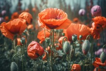 Digital Watercolor Painting Of Red Poppy Flowers And Capsules In Wild Field. Summer Daytime, Two Stages In Common Poppy Flower. Generative AI