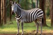 a zebra standing in the dirt