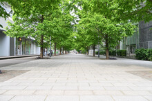 Alley In The City Park