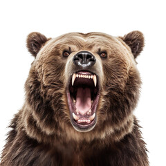 front view of ferocious looking grizzly bear animal looking at the camera with mouth open isolated o
