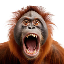 Front View Of Ferocious Looking Orangutan Animal Looking At The Camera With Mouth Open Isolated On A Transparent Background 
