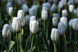 Fototapeta Tulipany - Beautiful white tulips in flower garden