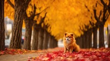 Dog And Cat Autumn Tree Free Stock Photo - Public Domain Pictures