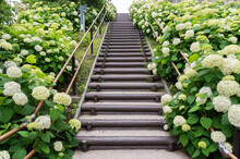 Blooming Hydrangea Flowers And Stairway In Tokyo, Japan