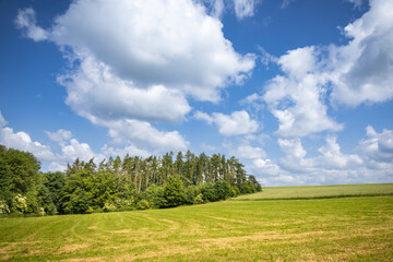 Wall Mural - Spring or summer landscape with green meadow under blue sky