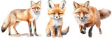 Fototapeta Dziecięca - Watercolour illustration of three foxes isolated on white background as transparent PNG, generative AI animal clipart bundle