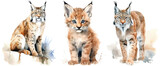 Watercolour illustration of three lynx isolated on white background as transparent PNG, generative AI animal clipart bundle