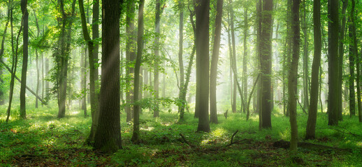 Wall Mural - Panorama of Natural Beech and Oak Tree Forest with Sunbeams through Morning Fog