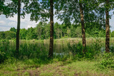 Fototapeta Na ścianę - Rzeczka płynąca za stojącymi w równych odstępach drzewami i zieleniącą się trawą. Obszar natura 2000 w ciepłych barwach 