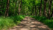 chemin forestier  bordé d'arbres et d'herbes  avec le soleil dans la campagne au printemps
