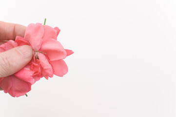 Wall Mural - immagine primo piano di mano che regge delicati fiori di rosa selvatica di colore rosa sfioriti su sfondo bianco